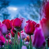 Tulpen bei Nacht